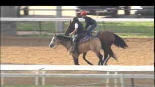 American Pharoah Workout 5.26.15