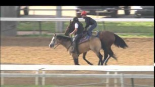 American Pharoah workout 5 26 15