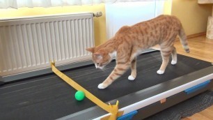 'Cat\'s Reaction to Treadmill !!'