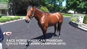 American Pharoah Aerial Video - SSI