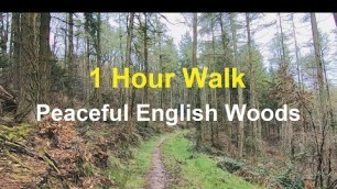 'Walking In The Woods - 1 Hour Virtual Walk For Treadmill Workout Scenery - Peaceful Forest Hike'