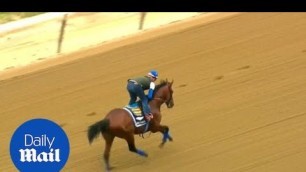 American Pharoah on final training lap before Triple Crown win - Daily Mail