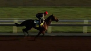 BREEDERS' CUP WORKOUT: American Pharoah (10/26/15)
