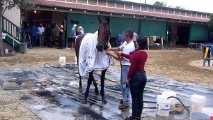 AMERICAN PHAROAH Finishes His Bath After 8/23/2015 Workout @ Del Mar