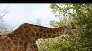 'Beauty of the animals..... Mast watch it.... Please subscribe my channel.... Cute animal....,'