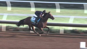 American Pharoah Workout/Analysis: 8/16/15