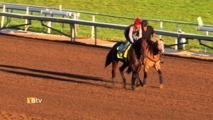 American Pharoah's final career work
