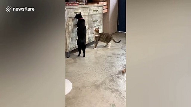Cat pushes drawer to close after another feline jumps inside