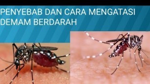 'PENYEBAB DAN CARA MENGATASI PENYAKIT DEMAM BERDARAH (DB)krishna healthy beauty channel'
