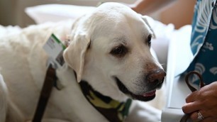 Adventist Health Castle  - Therapy Dogs