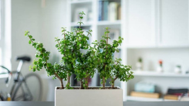 Indoor Plants to Liven Up Your Kitchen Space