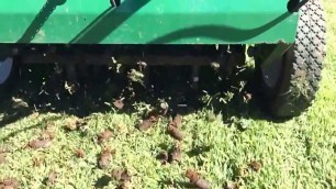 'Stunning lawn at Cleveland getting aerated by #lawncore big aerator'