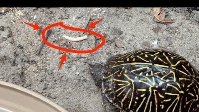 'What Do Box Turtles Eat? (HINT: It\'s NOT an albino mealworm)'