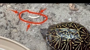 'What Do Box Turtles Eat? (HINT: It\'s NOT an albino mealworm)'