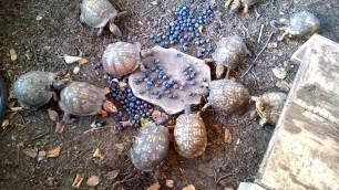 'Eastern Box Turtles eating Blueberries'