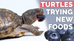 'Baby Box Turtles Trying New Fruits & Vegetables!'