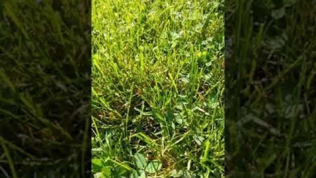 'Lawn Care - Fall Dethatch, core plug aerator- and over seeding'