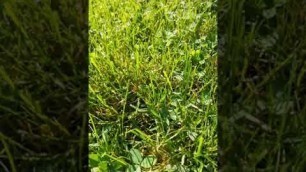 'Lawn Care - Fall Dethatch, core plug aerator- and over seeding'