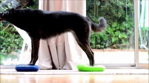 'Fitness canin - mouvements latéraux, équilibre, gainage'