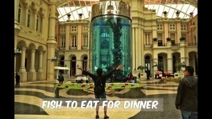'Fish to Eat for Dinner: MGM Macau (Watch in HD)'